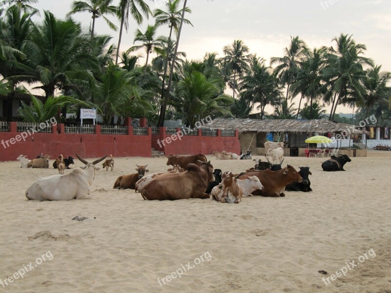 India Goa Beach Cows Palm Trees