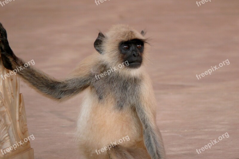 India Amber Monkey Animal Wild Animal