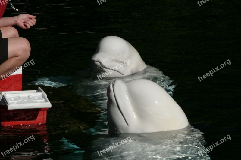 Delfin Vancouver Aquarium Mammal Animal