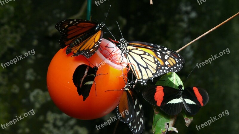 Butterfly Monarch Vancouver Aquarium Free Photos