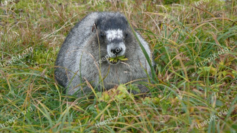 A Marmot Animals Rodent Free Photos