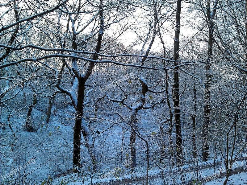 Winter Forest Fairytale Landscape Tree Nature