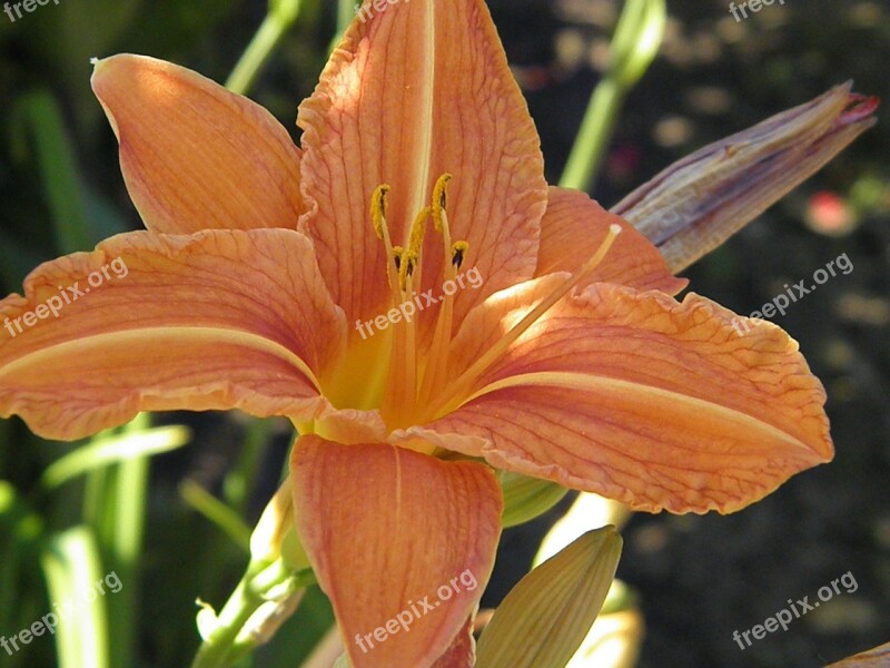 Flower Plant Garden Flora Beauty Spring