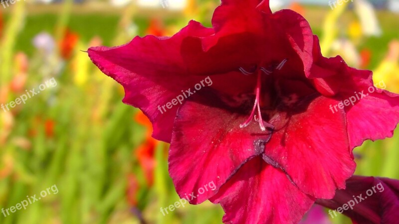 Lily Cauliflower Red Flower Nature