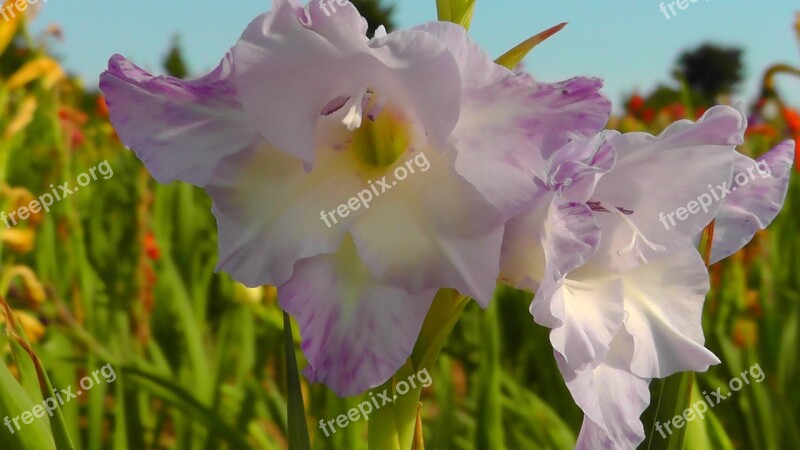 Lily Flower Purple Blossom Bloom