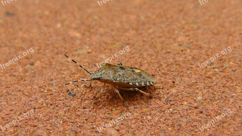 Bug Stink Bug Insect Animal Nature