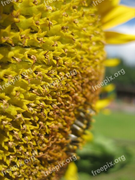 Sunflower Yellow Plant Flower Free Photos