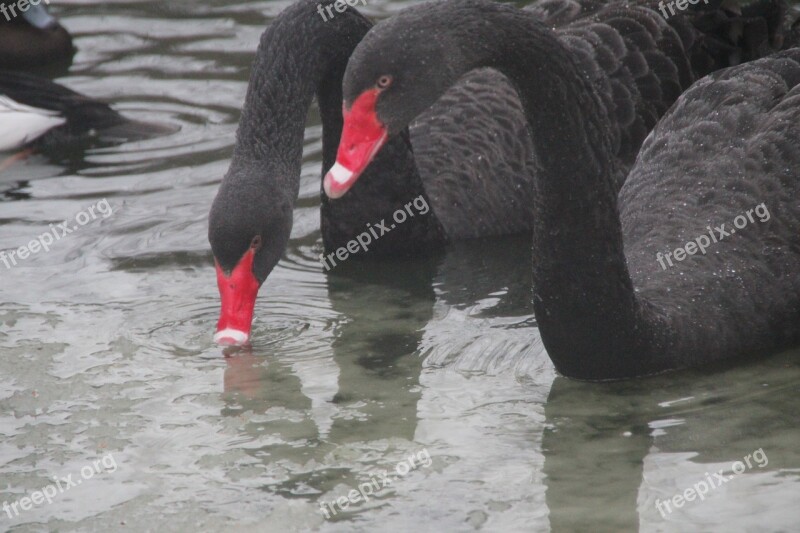 Swans Swan Bird Lake Water