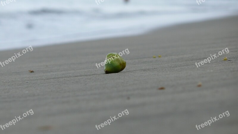 Hawaii Kawaii Coconut Beach Sea