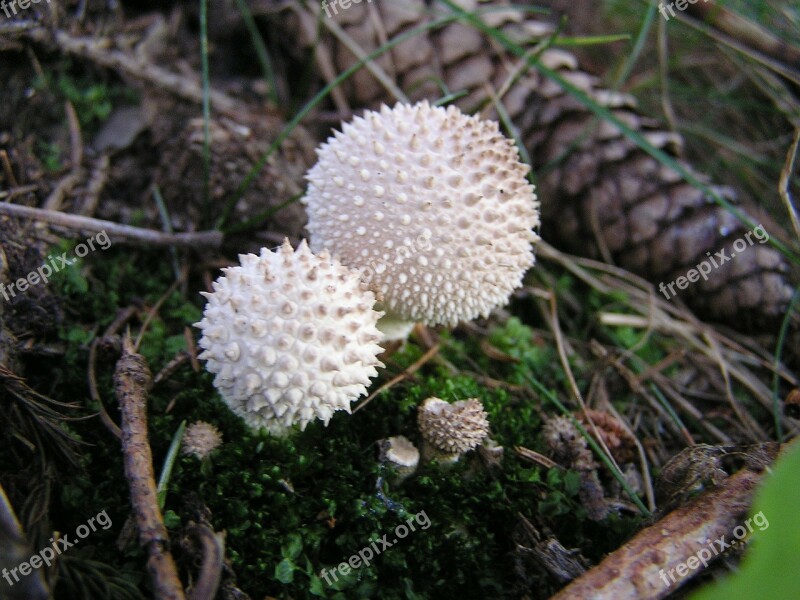 Mushrooms Umbrinum Lycoperdon Spur Nature