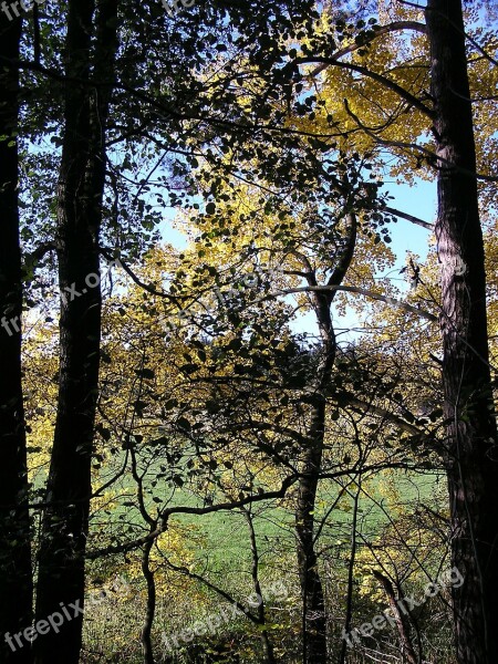 Tree Trees Sky Kahl Autumn