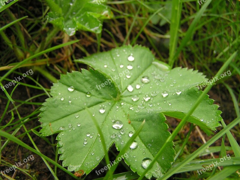 Grass Grasses Nature Plant Rain