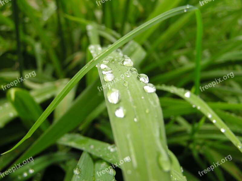 Grass Grasses Nature Plant Rain