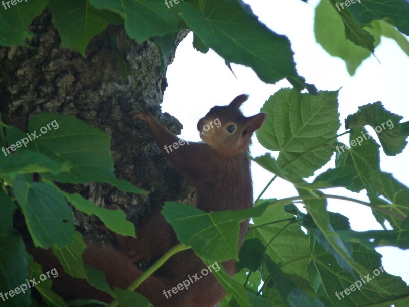 Squirrel Animal Possierlich Nature Free Photos