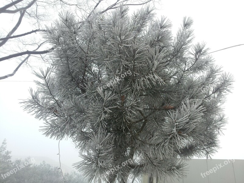 Wood Winter Tree Snow Flower Free Photos