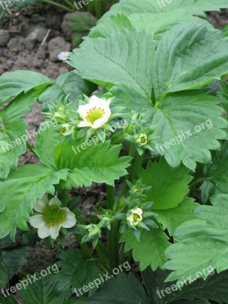 Strawberries Strawberry Plant Fruit Food Strawberry Flower