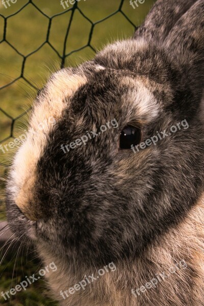 Hare Rabbit Animal Free Photos