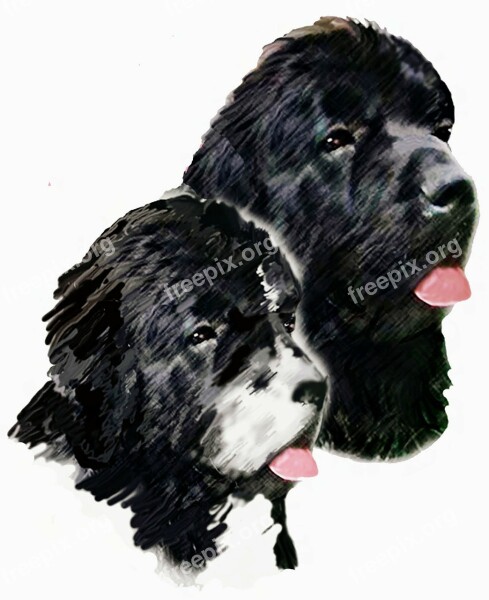 Painting Dogs Newfoundland Dogs Landseer Animals