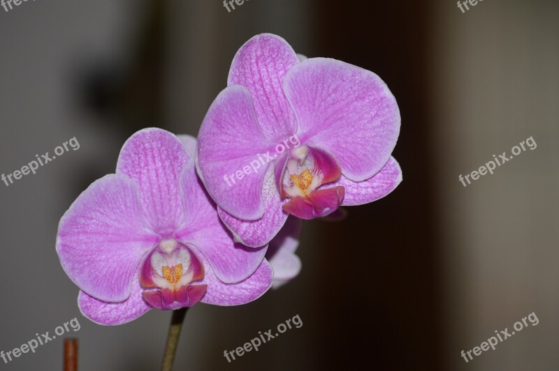 Flower Color Plant Leaves Nature