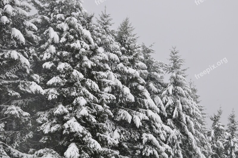 Trees Firs Snow Winter Tree