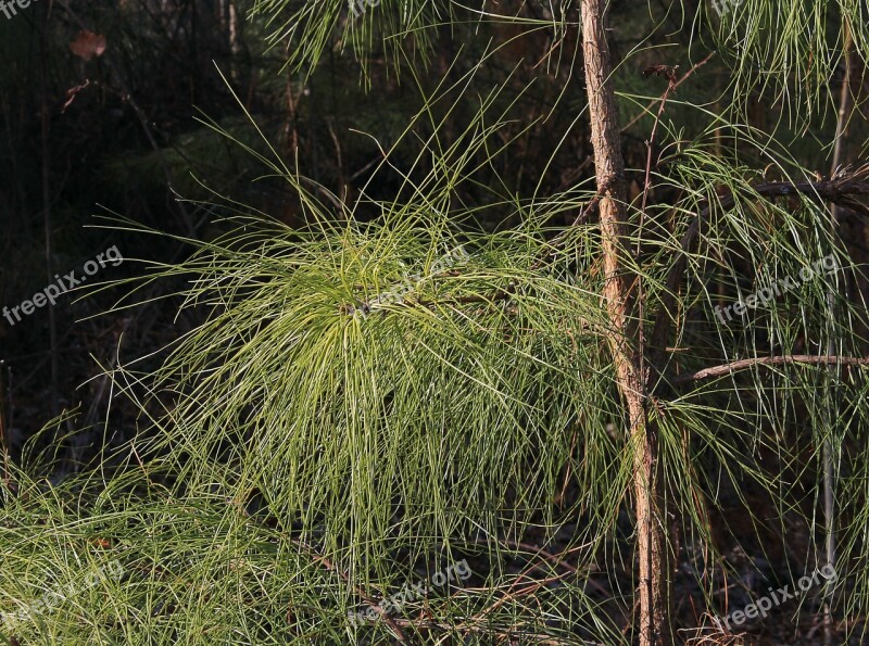 Loblolly Old Field Pine Needles Tree Branch