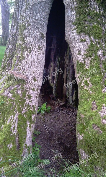 Tree Hollow Nature Injury Landscape