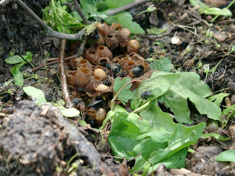 Bumblebees Nest Insect Bumblebee Nest Nature