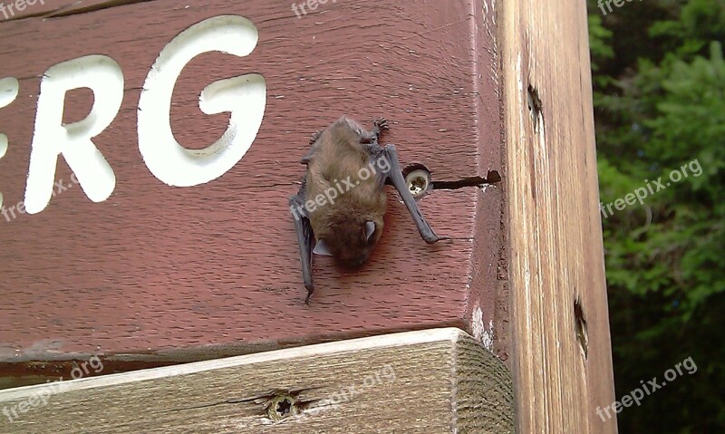 Bat Nature Animal Animals Natural