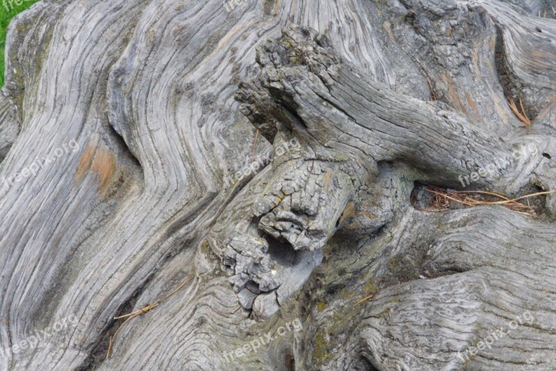 Wood Nature Tree Root Log