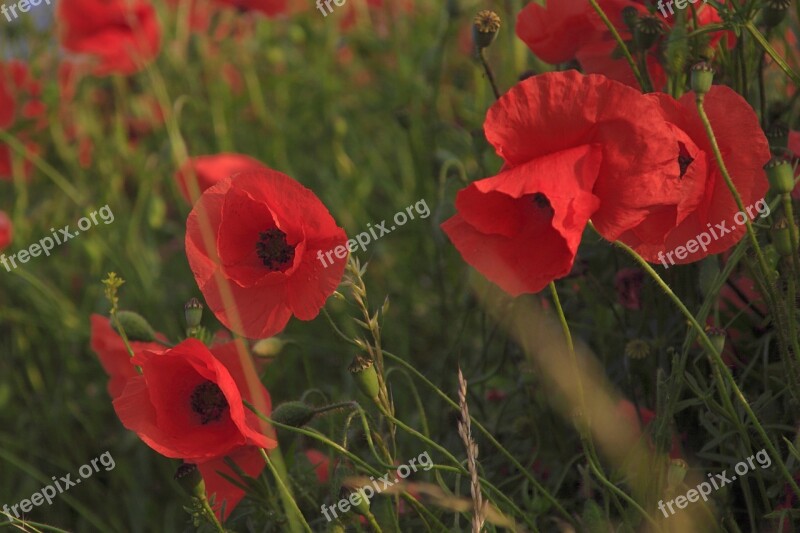 Meadow Poppy Grass Field Summer