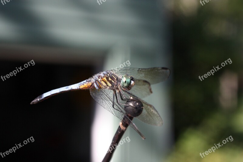 Animal Dragonfly Insect Dragonflies Nature