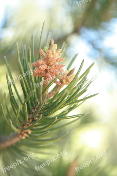 Pine Cembriodes Strobilus Cone Tree