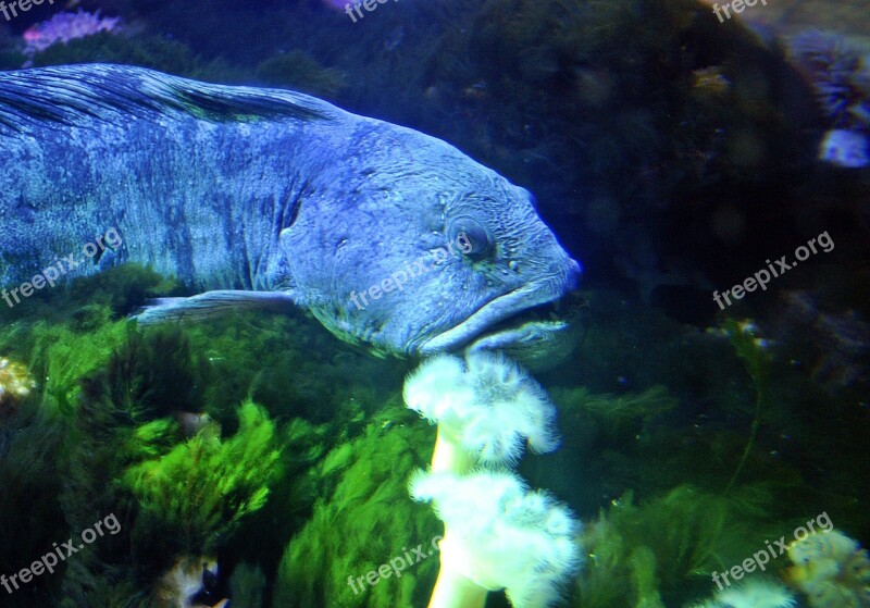 Seabass Fish Aquarium Water Underwater