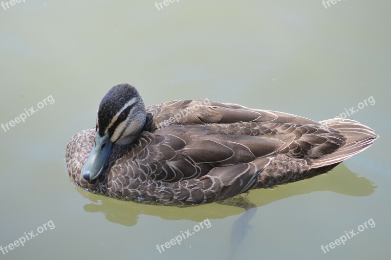 Duck Lake Australia Nature Bird