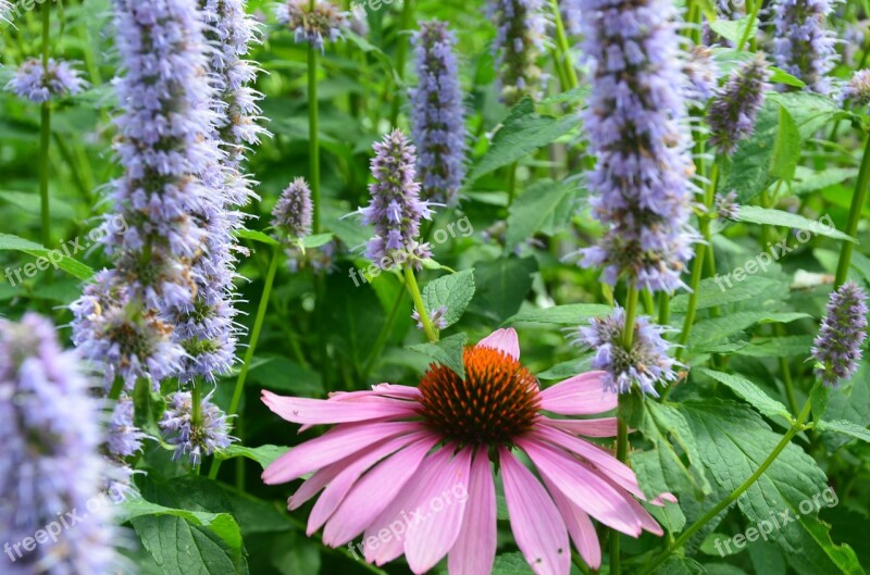 Echinacea Coneflower Meadow Flower Meadow Summer