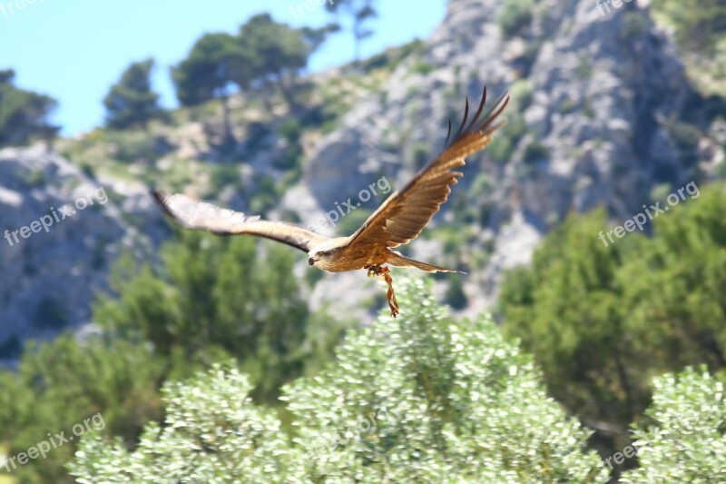 Raptor Bird Of Prey Flying Free Photos