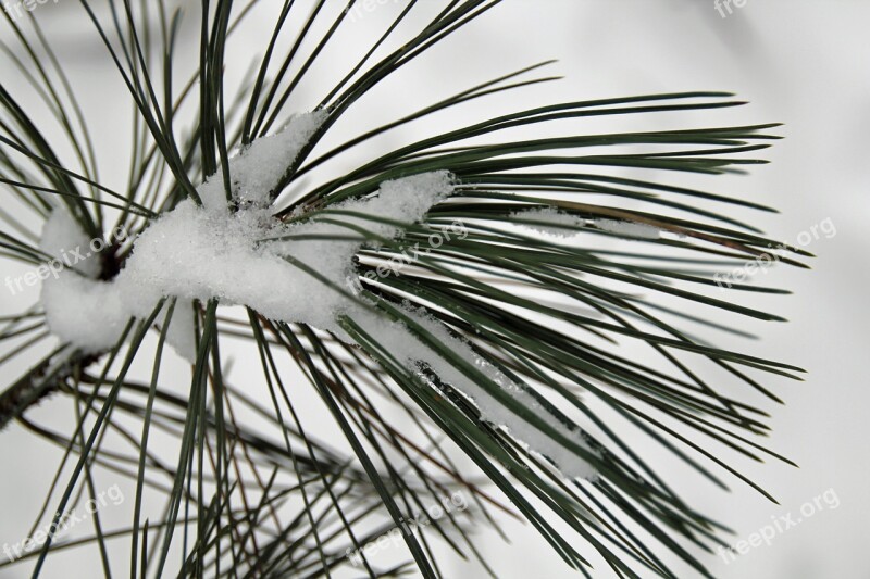 Pine Needles Winter Snow Cold Wintry