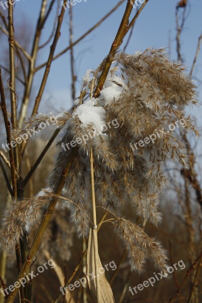 Winter Snow Ice Frost Reeds