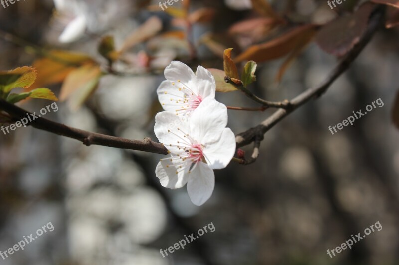 Peach Blossom Cherry Blossom Spring Branch White