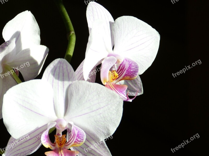 Orchid Butterfly Orchid Phalaenopsis Pink Flower