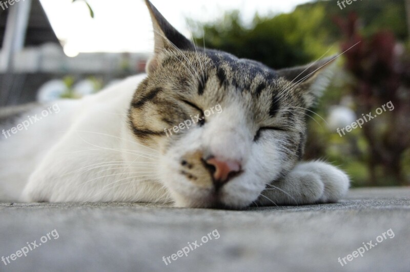 Cat Sleeping Their Palate Free Photos