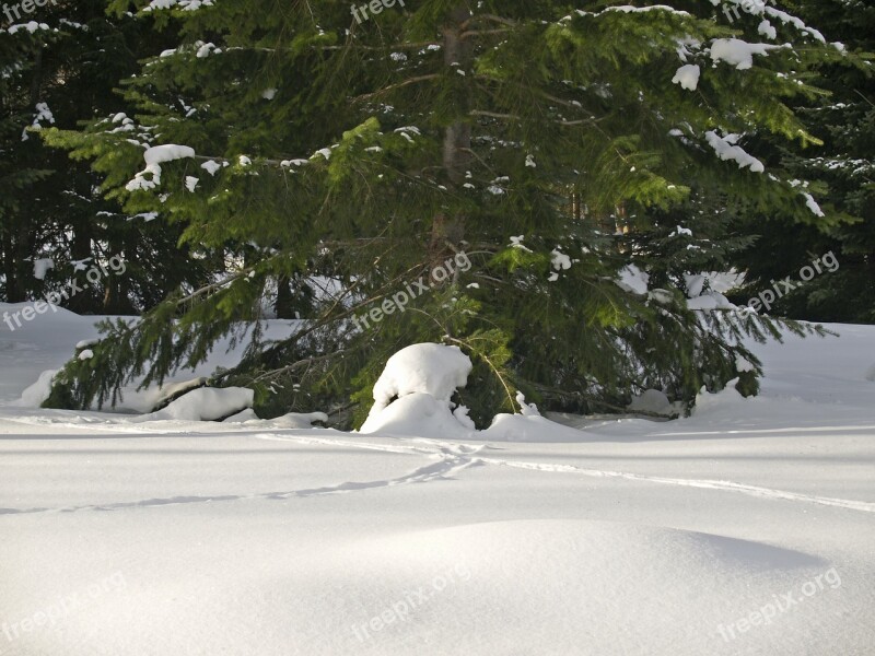 Winter Snow Cold Tree Fir