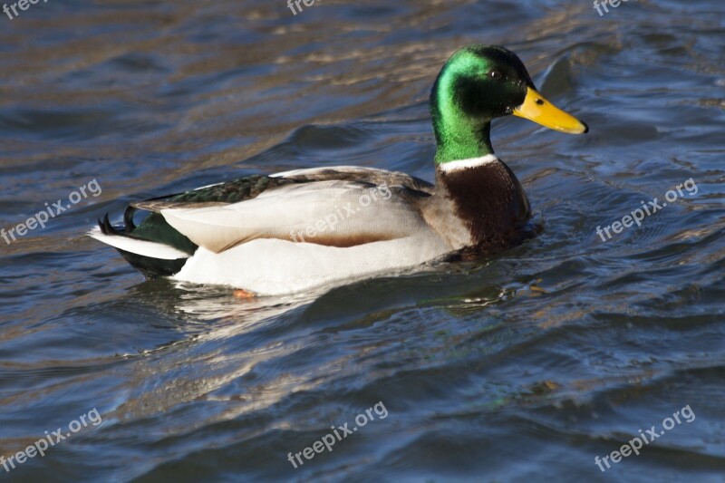 Mallard Anas Platyrhynchos Drake Bill Yellow