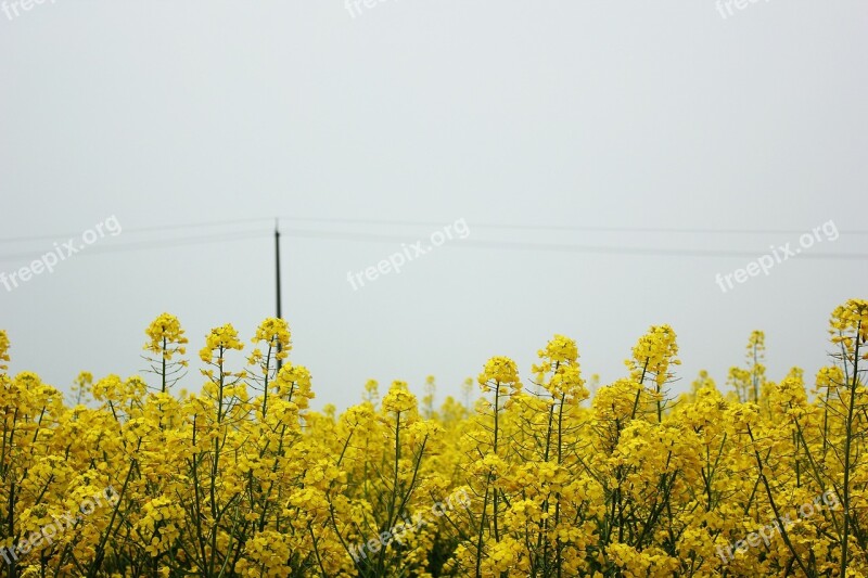 Golden Yellow Rape Spring Flowers Brilliant