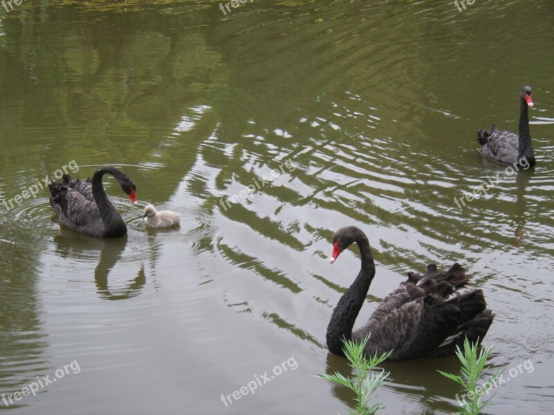 Swans In Rostov Zoo Free Photos