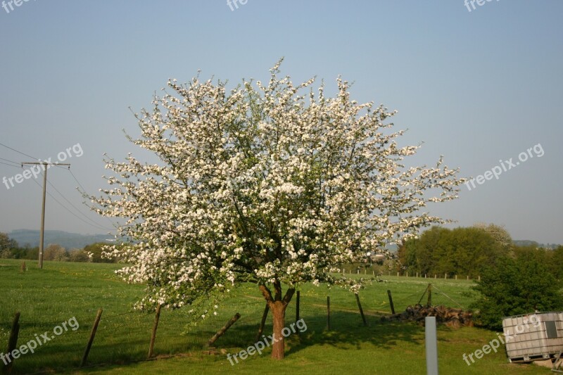 Cherry Blossom Trees Nature Garden Cherry Blossoms