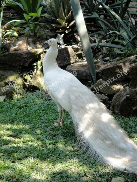 Peacock White Animal Vanity Wealth