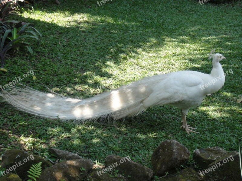 Peacock White Animal Vanity Wealth