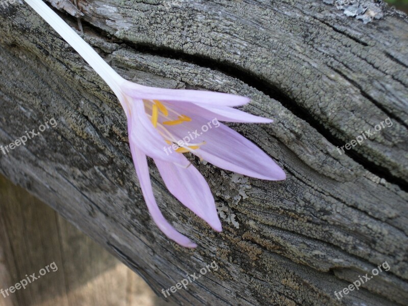 Herbstzeitlose Flowers Purple Wood Free Photos