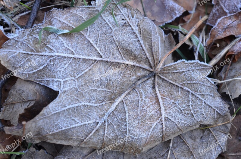 Leaf Winter Frozen Cold Frost